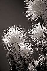 Joshua Tree 1 Outside Las Vegas, NV � Dave Hickey